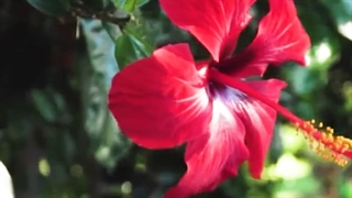 چای ترش