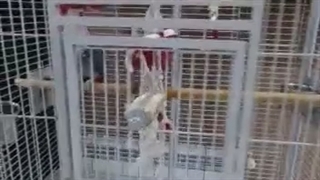 کلیپ قفس طوطی کاسکو ، خریداری شده از سایت قفس فرجی