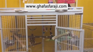 کلیپ قفس شاه طوطی خریداری شده از سایت قفس فرجی