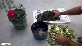 چگونه در خانه کود کمپوست درست کنیم