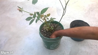 آموزش روش تهیه و استفاده از کود ارگانیک برای گیاهان