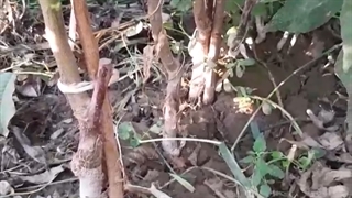 فروش نهال گردو فرنور و چندلر پیوندی پاییز 1400 - نهالستان ارغوان نهال