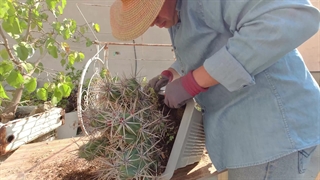 نگهداری پاییزه گیاهان روف گاردن