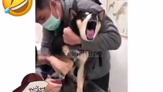 صداگذاری سمییییی ارن تاتاکائه یگر بعد از دیدن این کلیپ از حالت کفتری به سگی تغییر پیدا میکنه دستتتتت