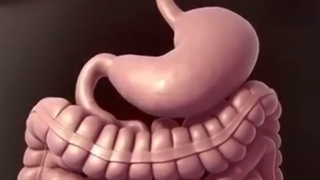 انیمیشن اسلیو معده