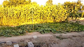 قسمت دوم این هفته در باغ