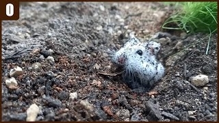 ساخت محیط زندگی طبیعی برای همستر