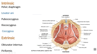 دیافراگم لگنی . پزشکی