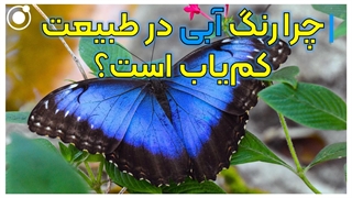 چرا رنگ آبی در طبیعت کمیاب است؟