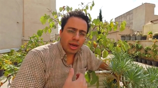 تعویض خاک بنسای شاتوت  بالای 200 کیلوگرم