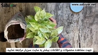 گلدونمو چه جوری عوض کنم؟