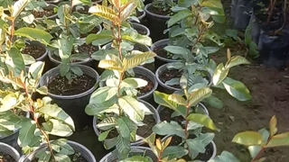 نهال گواوا روبی ایکس در نهالستان و گلخانه فروزانی