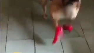 bts و کفشهای زنانه به اشتراکیت