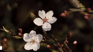 02:08 / 05:39با صدا ببین انواع صفحه نمایش موبایل