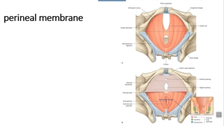 مثلث یوروجنیتال . 1. پزشکی