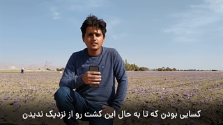 برداشت زعفران