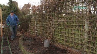 کاشت درخت گیلاس