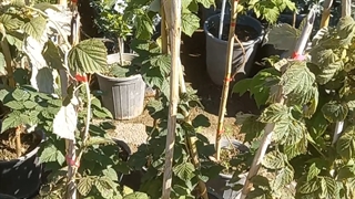 فیلم نهال رزبری قرمز باردار ( نهالستان و گلخانه فروزانی)