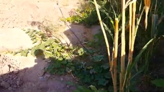 قسمت سوم این هفته در باغ شادی در گلخونه