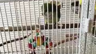 کلیپ قفس طوطی های راهب بسیار زیبا