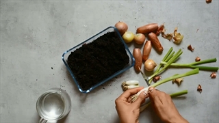 چطوری در خانه پیازچه بکاریم؟