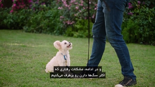 آموزش تربیت سگ در مَستِرکلاس برندون مک میلان