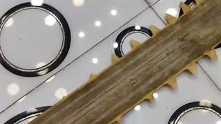 شمشیر اره ماهی خشک شده کلکسیونی طبیعی