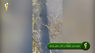 نحوه صید زالو در تالاب های شمال کشور