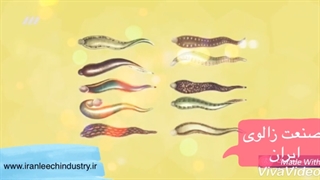 زالو چیست ؟ استفاده از زالو طبی برای زالو درمانی در ایران