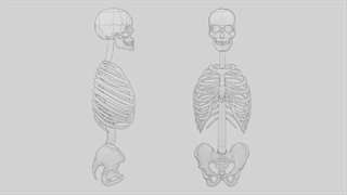 ✅ آموزش طراحی صحیح اسکلت بندی انسان