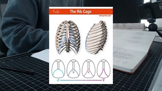 ✅ آموزش طراحی اسکلت قفسه سینه انسان