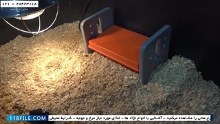 آموزش پرورش مرغ محلی-آموزش پرورش مرغ-بیان نکات ساده برای پرورش جوجه