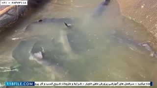 آموزش پرورش ماهی خاویار-پرورش ماهی خاویار در آکواریوم-استخراج خاویار از شکم