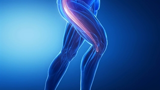 وبینار (آنلاین) "حرکت شناسی عضلات اسکلتی و نقش آن در ایجاد رضایت از تناسب اندام"