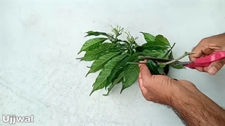 آموزش روش قلمه زدن گیاهان در شن و ماسه در خانه