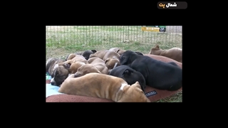 معرفی نژاد پیتبول آمریکایی