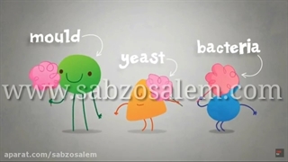 باکتری -میکروارگانیسم210520-p508