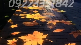 لوگو پروژکتور