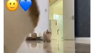 چه جیگرهههههه عاشقشمم گربه جونم