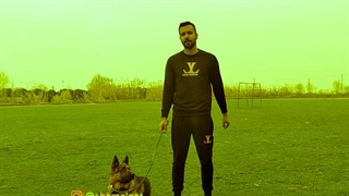 آموزش بخواب به سگ