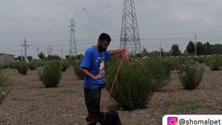 آموزش آزاد باش به سگ