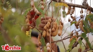 کنترل دیابت