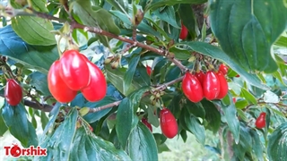 درمان بی خوابی