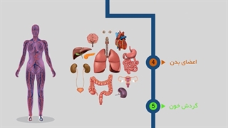 قالب آناتومی بدن