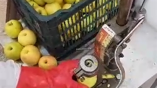 هسته گیری شلیل09924634894