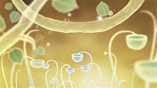 بازی Botanicula برای موبایل