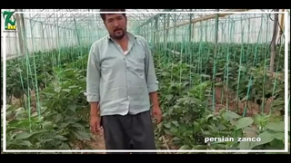 توضیحات گلخانه دار درباره فلفل hz9920 و پادرا شرکت مریدیم اسپانیا منطقه ورامین