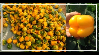 توضیحات گلخانه دار درباره فلفل دلمه hz9920 شرکت مریدیم اسپانیا