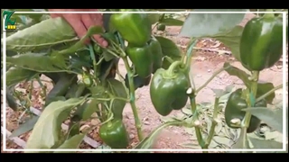 توضیحات گلخانه دار درباره فلفل hz9920 و پادرا شرکت مریدیم اسپانیا منطقه ورامین