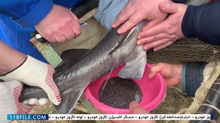 خارج کردن خاویار از شکم ماهی